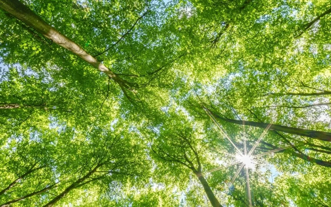 Why CFOs and CPOs Must Unite for CSRD Success